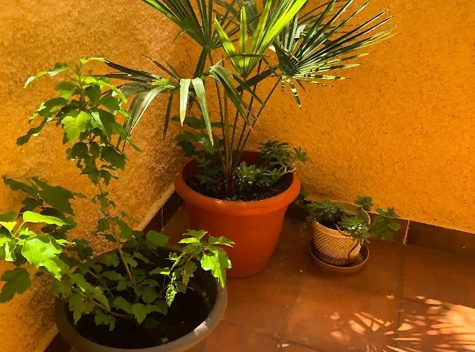 아파트 House Maja 메덜린